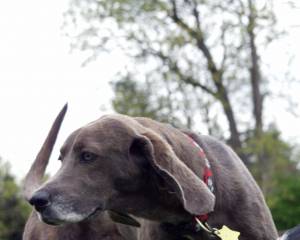 dog.jpg