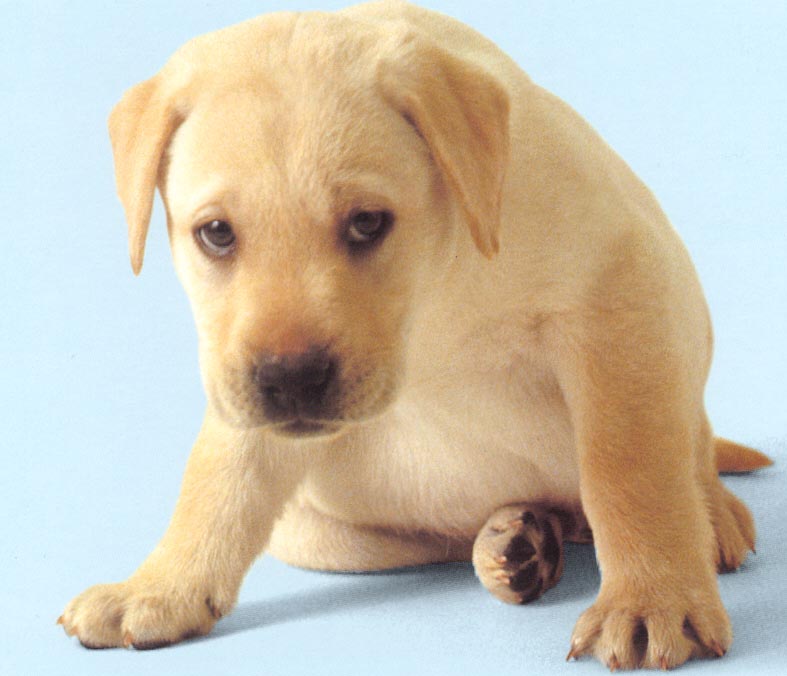 puppy5.jpg