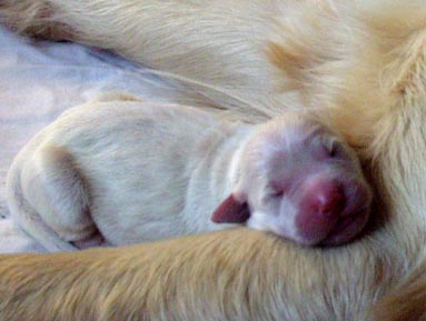 puppy7.jpg