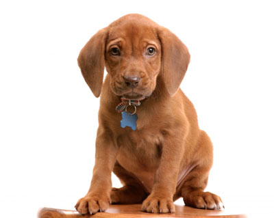 puppy8.jpg
