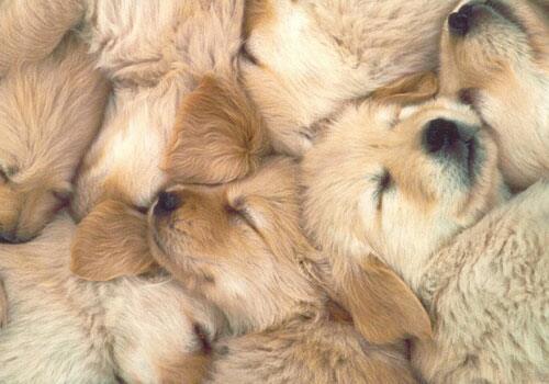 puppy9.jpg