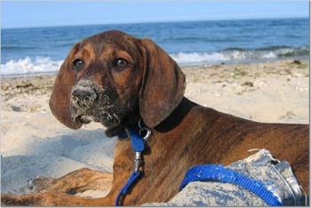plott hound.jpg
