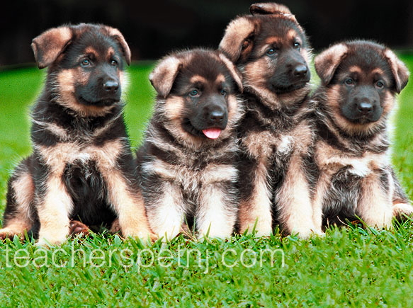 puppy1.jpg