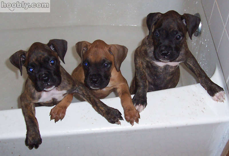 puppy2.jpg