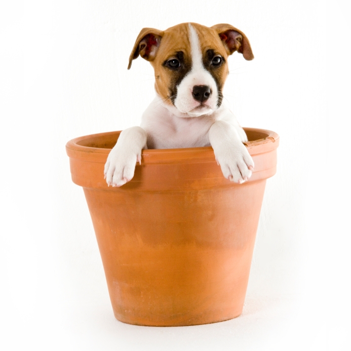 puppy3.jpg